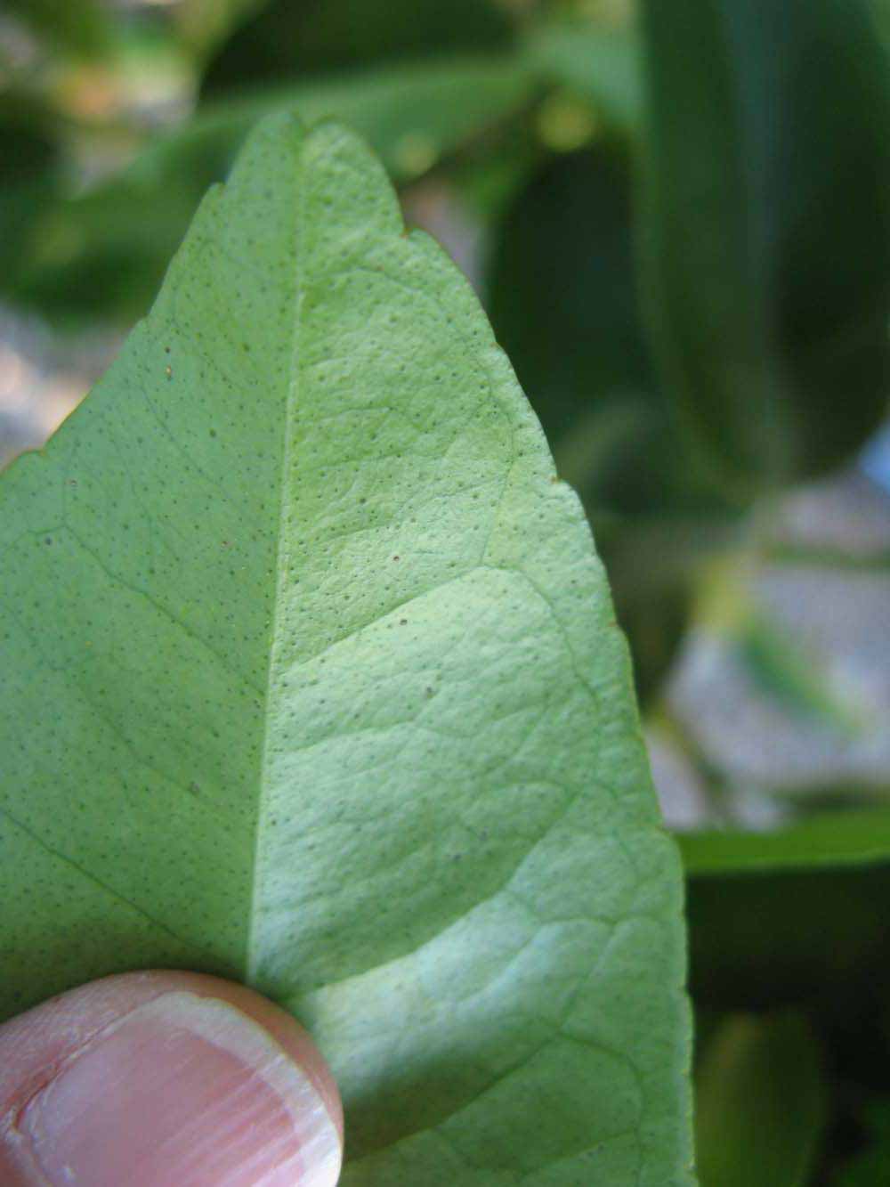              Margin (Winter Haven, FL)       